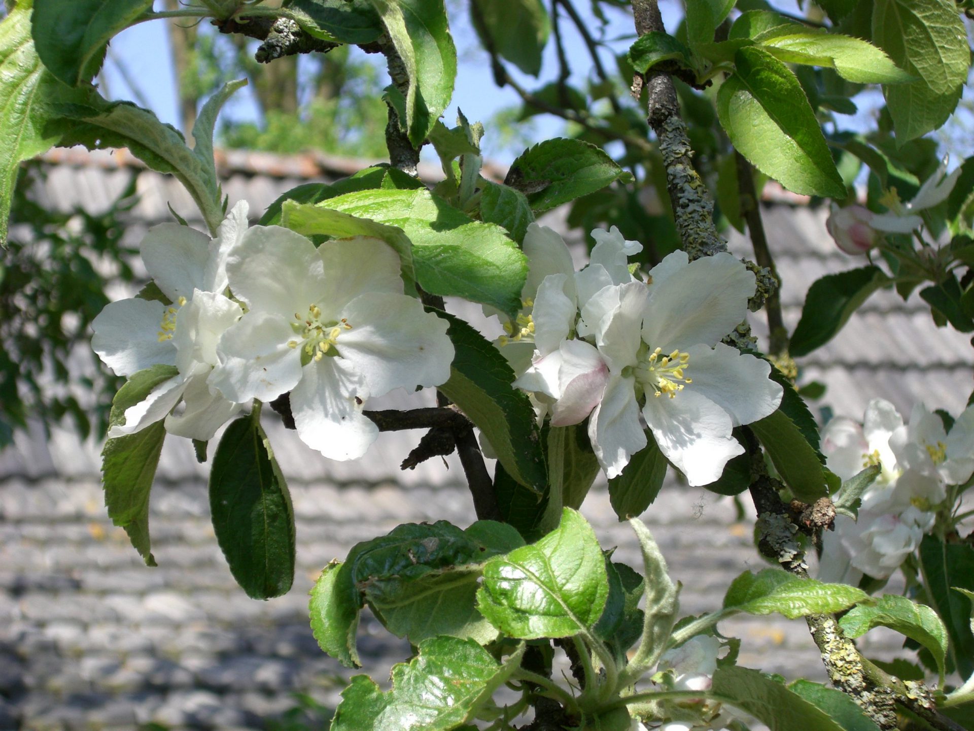 Natuur